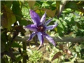 cvijet